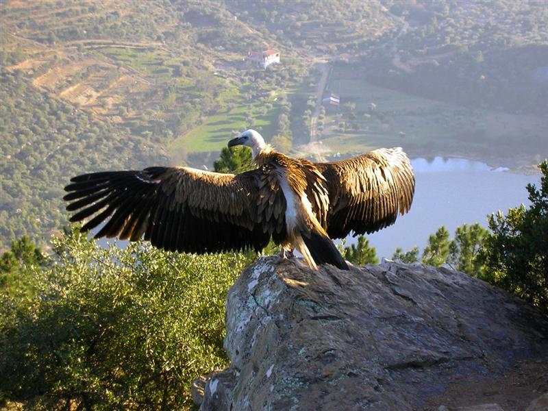 Quinta Das Arribas Konuk evi Abrantes Dış mekan fotoğraf